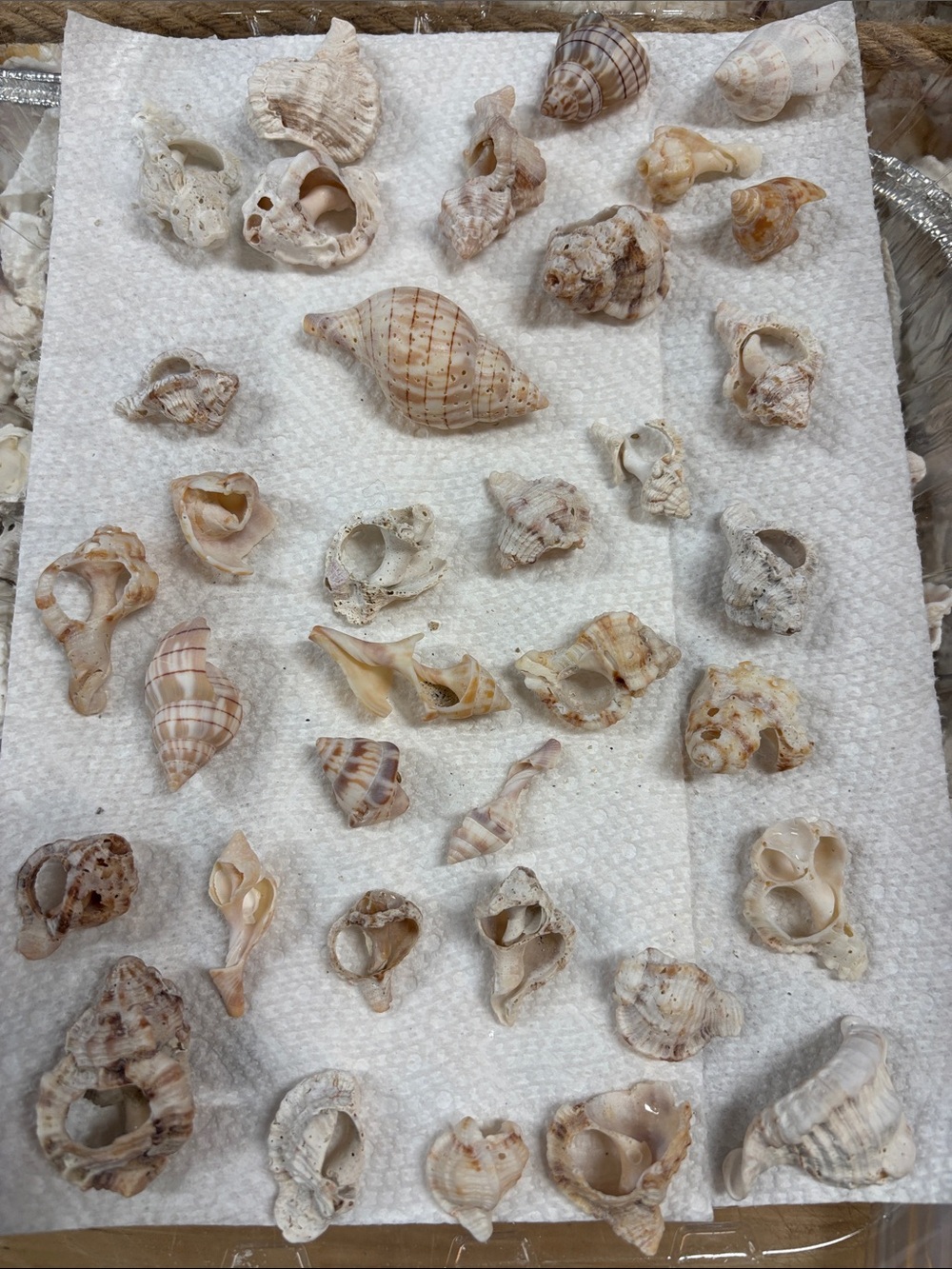 Natural Small Seashells Assortment - Cream and Tan Decorative Shells (broken)
